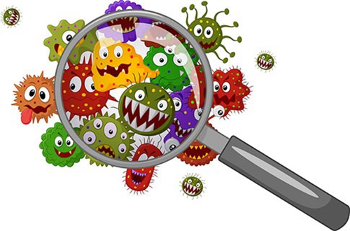 Tres tipos de microorganismos que causan el deterioro de los alimentos