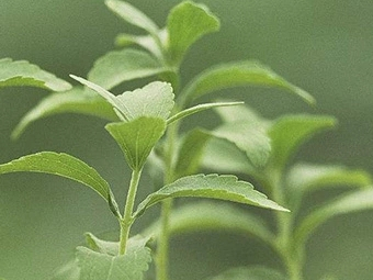  extracto de planta stevia