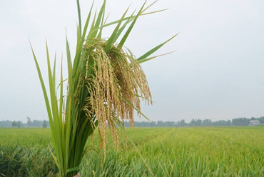 desbloquear la diversidad genética del arroz para la seguridad alimentaria
