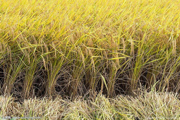 Los científicos chinos encuentran un gen que aumenta el rendimiento del arroz en el suelo salino