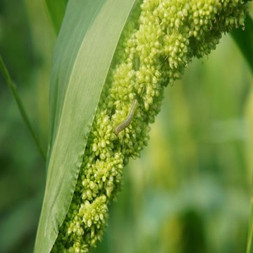 aplicación fipronil